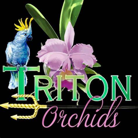 Triton USA