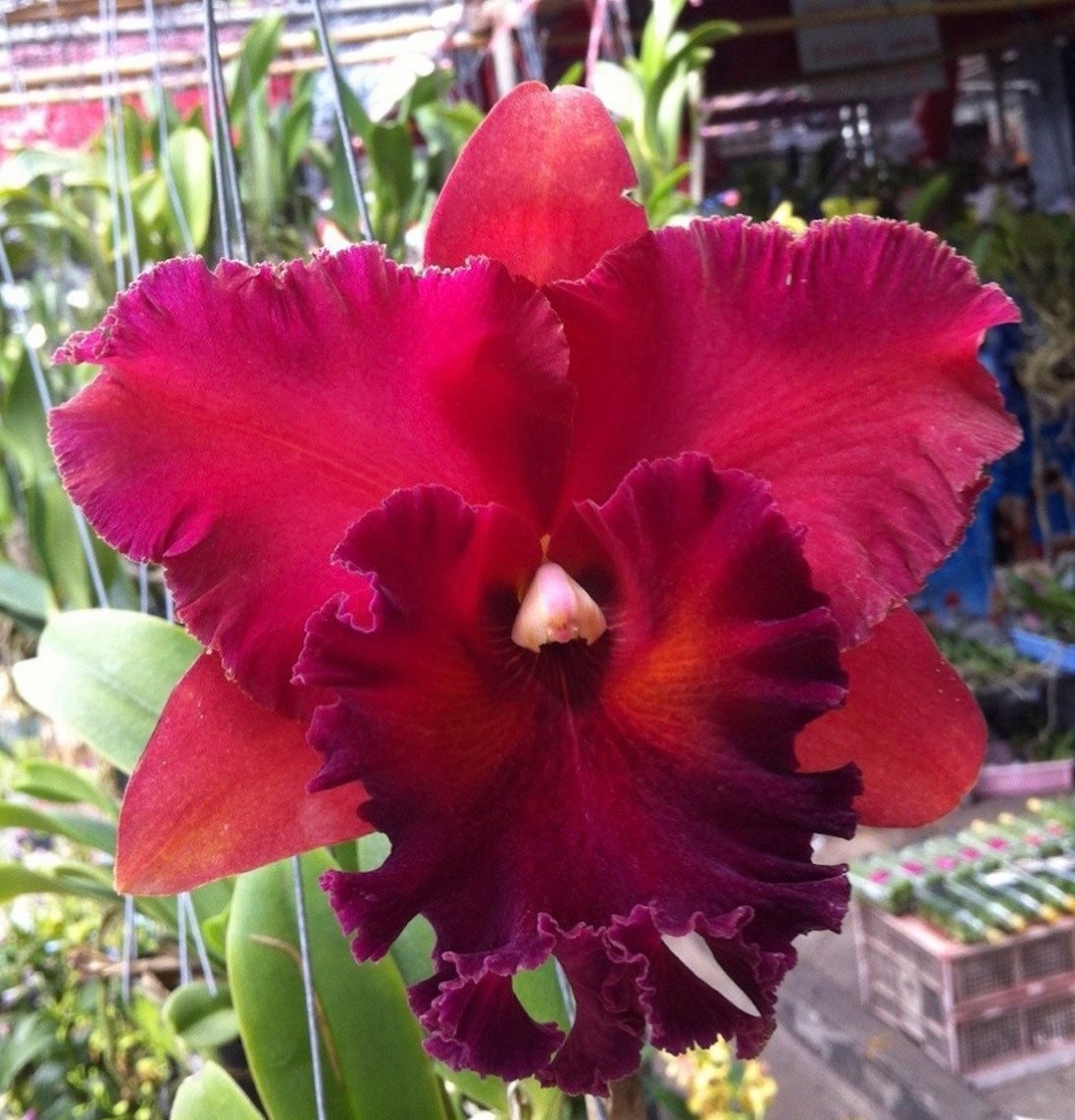 Orchid Plant-Blc. Haadyai Delight Red