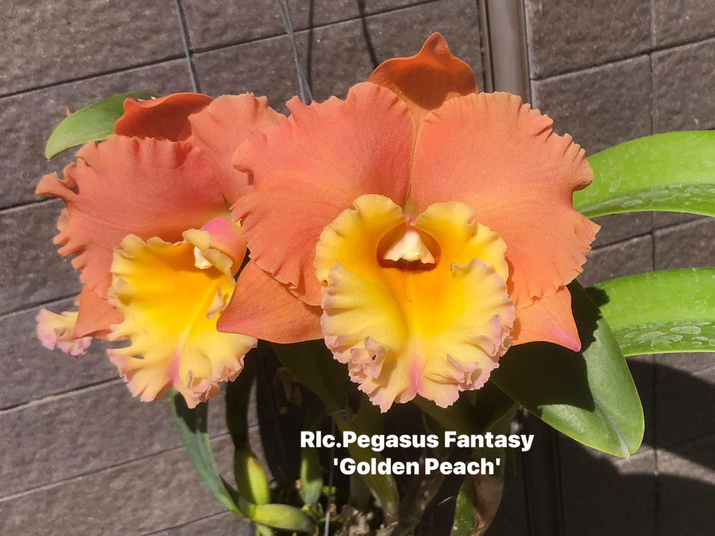 RLC, Pegasus, fantasy golden peach