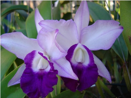 Cattleya Mem Blue Robert strait