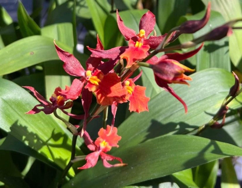 Orchid Plant—-- Kreigerara Raspberry Stars ‘Red Hot Mama