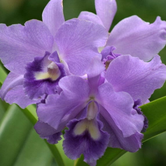 Live Orchid Plant: Rth. Volcano Blue 'Volcano Queen'